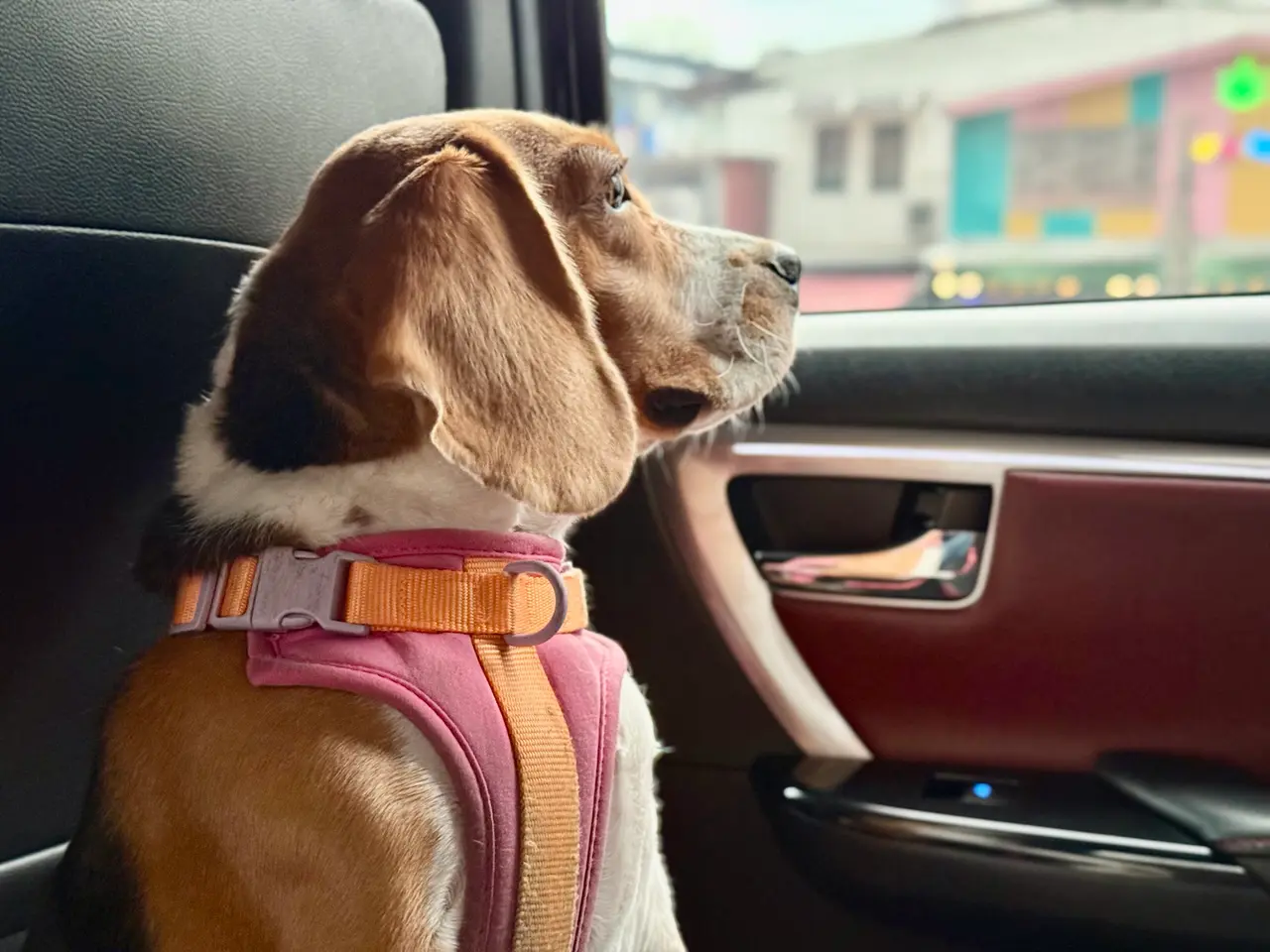 A beagle in a pink harness sitting in a car, gazing out of the side window