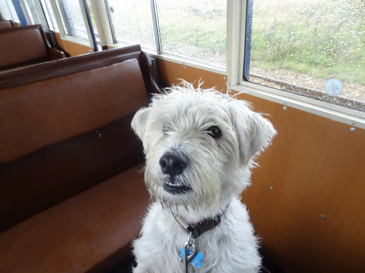 A scruffy white terrier sitting on a wooden bench seat by the window of a train