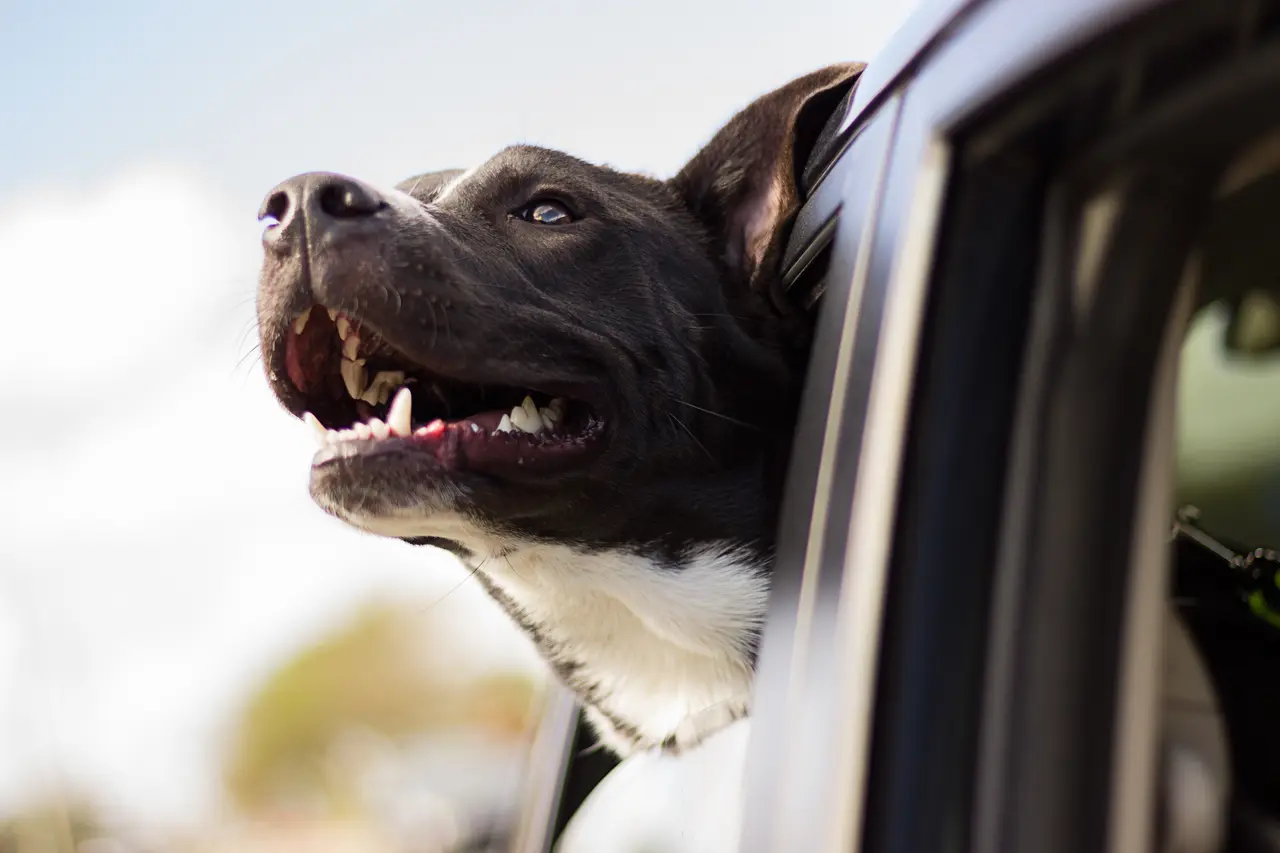 A black and white dog leaning out of a car window with its mouth open in the wind, under a pale sky